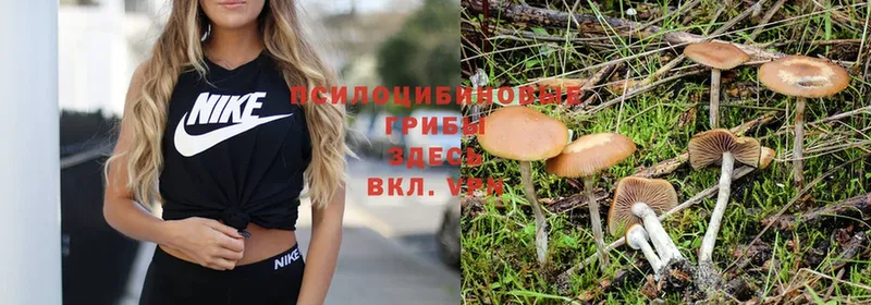 Псилоцибиновые грибы Psilocybe  Опочка 